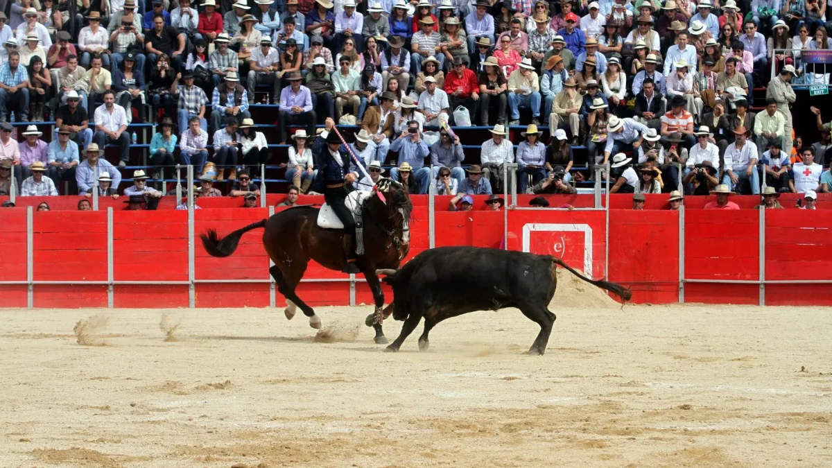 Las corridas están prohibidas en el cantón Quito, pero se pueden dar en Machachi, Cayambe (y otros cantones de la provincia de Pichincha), Latacunga, Ambato, Riobamba...