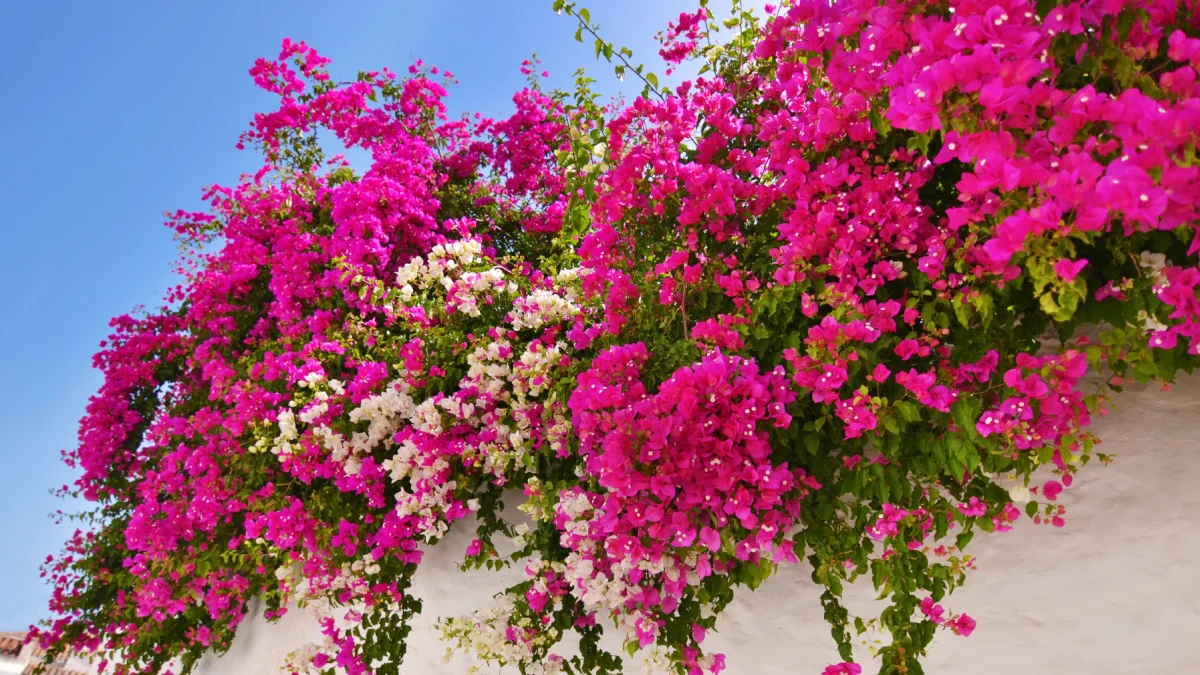 Las veraneras destacan por sus colores intensos y su belleza natural.