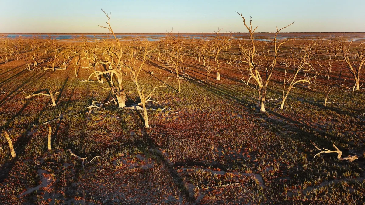 Fotografía de archivo de la continua sequía que afectó a Australia en 2019.
