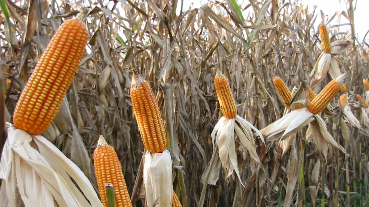 Marzocas de maíz que están listas para ser cosechadas.