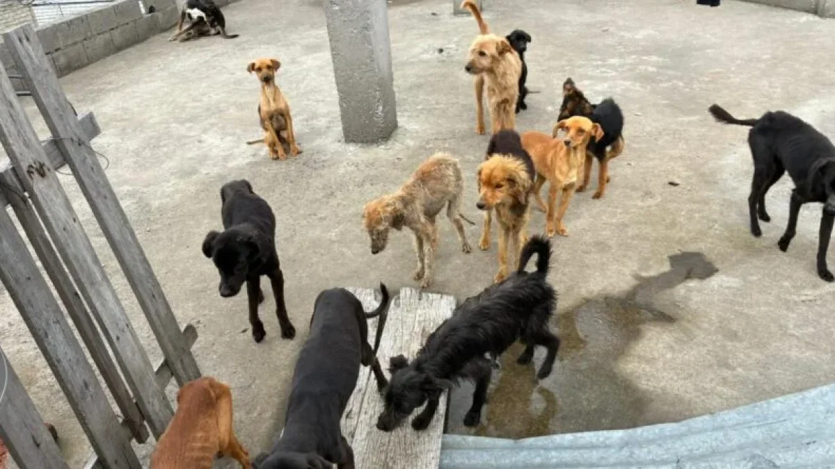 18 perros fueron encontrados en condiciones críticas dentro de una vivienda en el norte de Quito.
