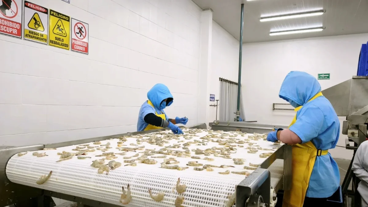 Trabajadoras en una empacadora de camarón de exportación.