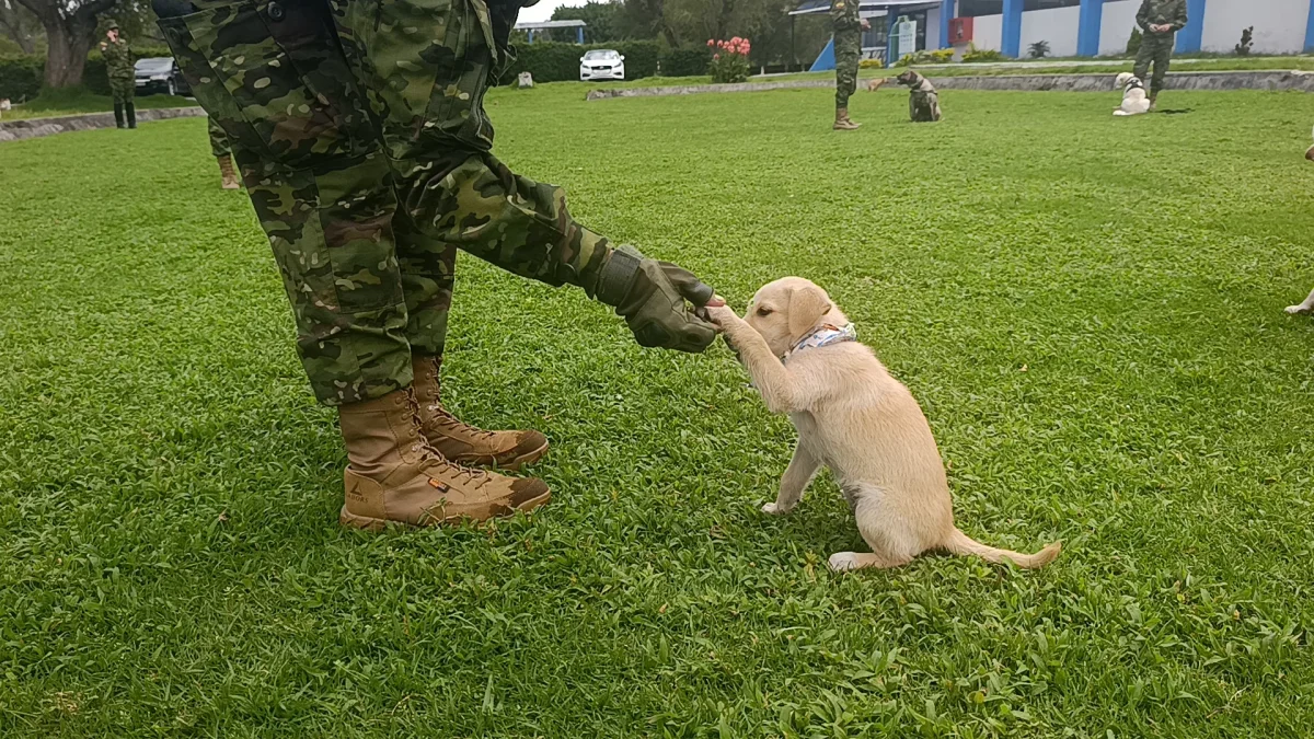 Los perros son entrenados diariamente en el escuadrón 'Patitas Callejeras', donde aprenden a confiar nuevamente en las personas.