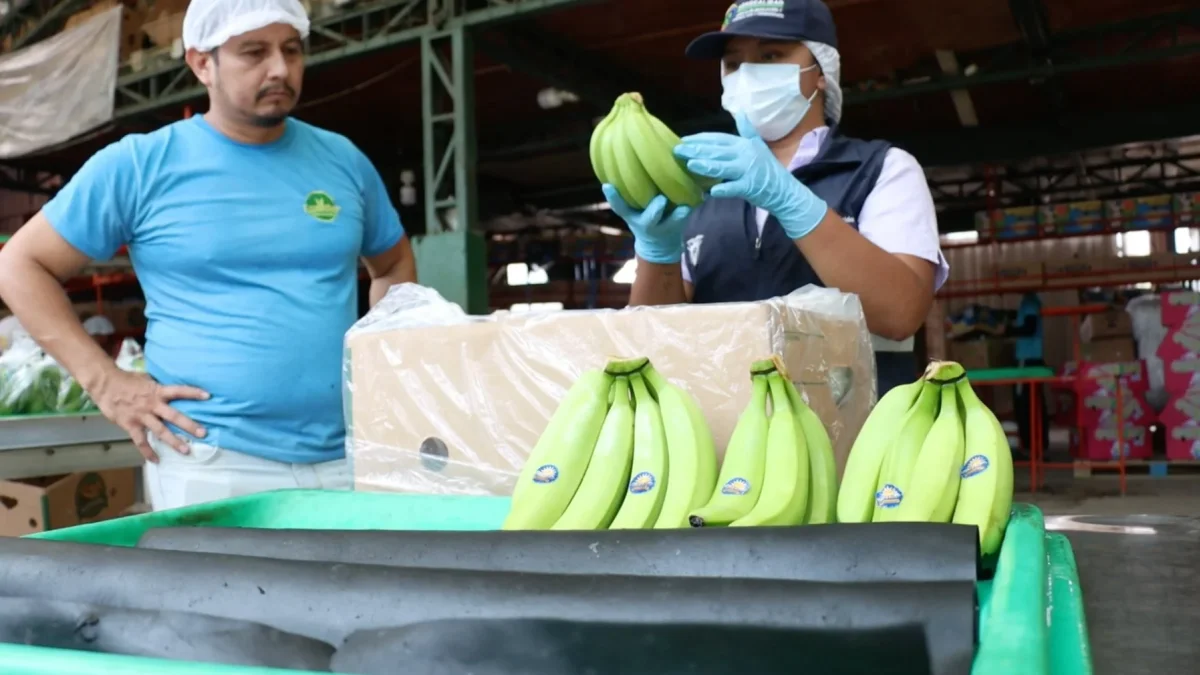 Trabajadores hacen control de calidad del banano de exportación.