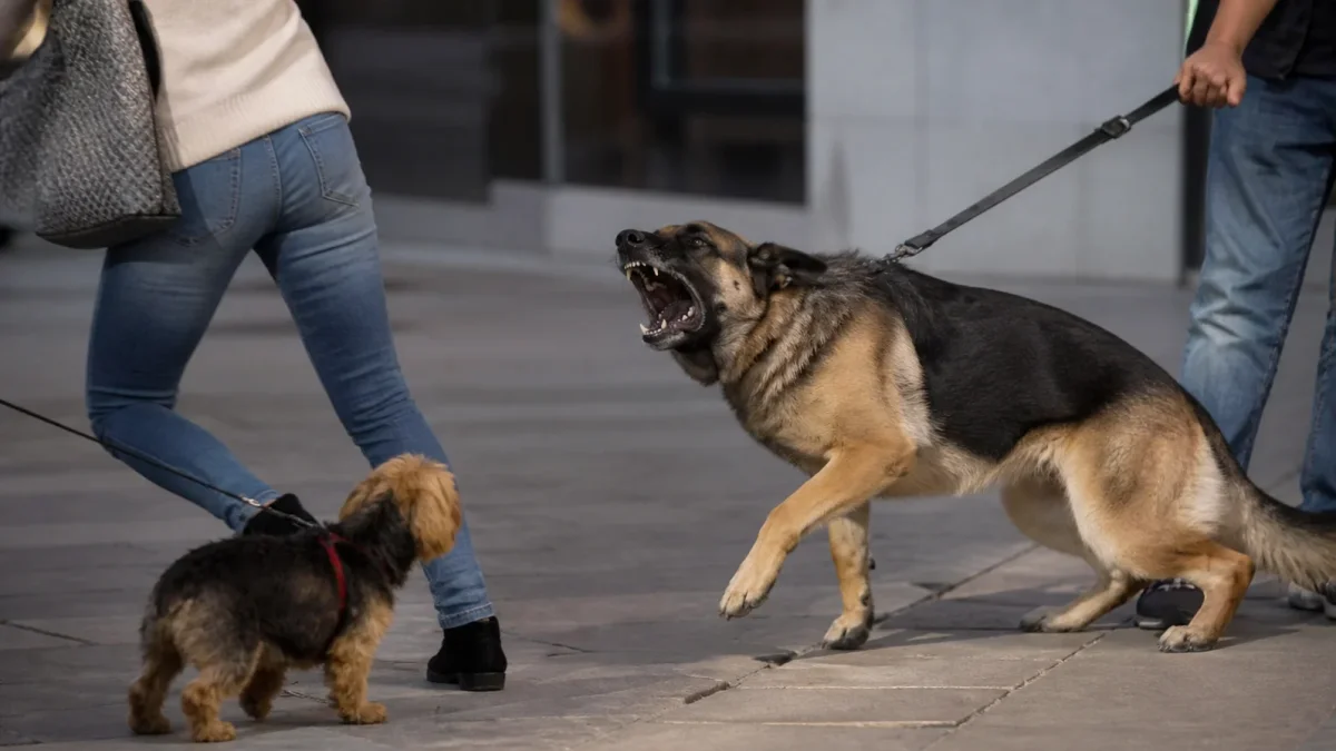 Un perro sin bozal reacciona de forma agresiva en un espacio público, evidenciando los riesgos de la falta de control por parte de su dueño.