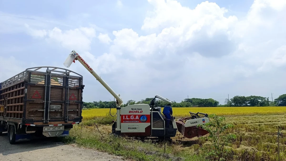 Compra directa de arroz en Ecuador: dónde vender y cómo acceder al plan del gobierno