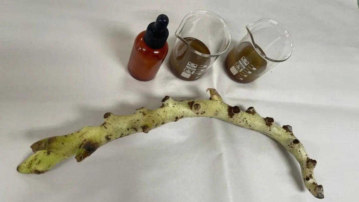 La riqueza fitoquímica de la calaguala, que incluye flavonoides y compuestos fenólicos, abre nuevas posibilidades en el cuidado de la piel.