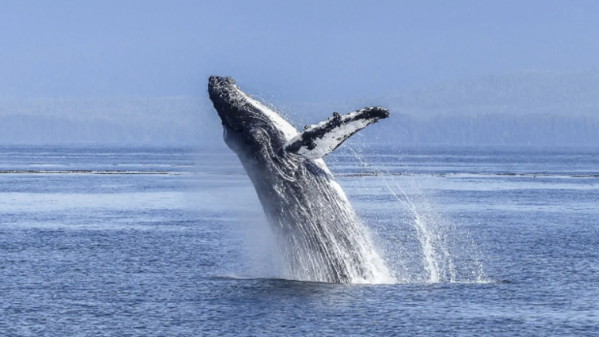 Avistamiento de ballenas en Ecuador 2026: cuándo empieza la temporada