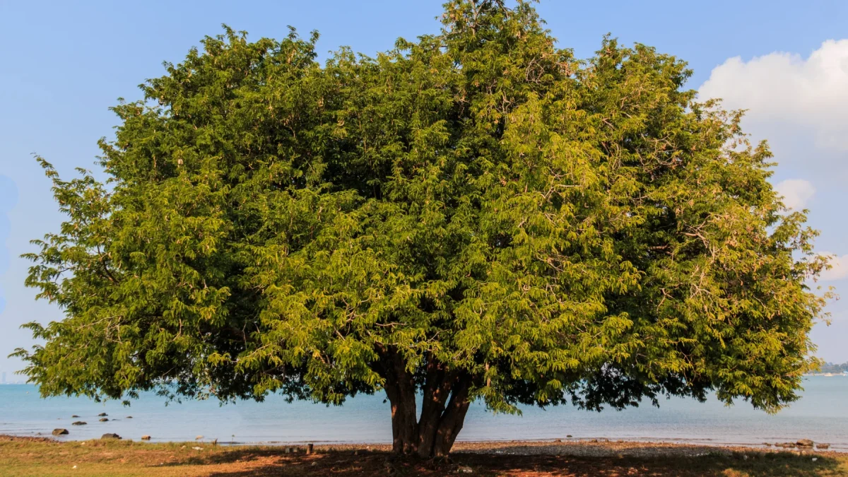 Una imagen referencial de un árbol de Tamarindo.