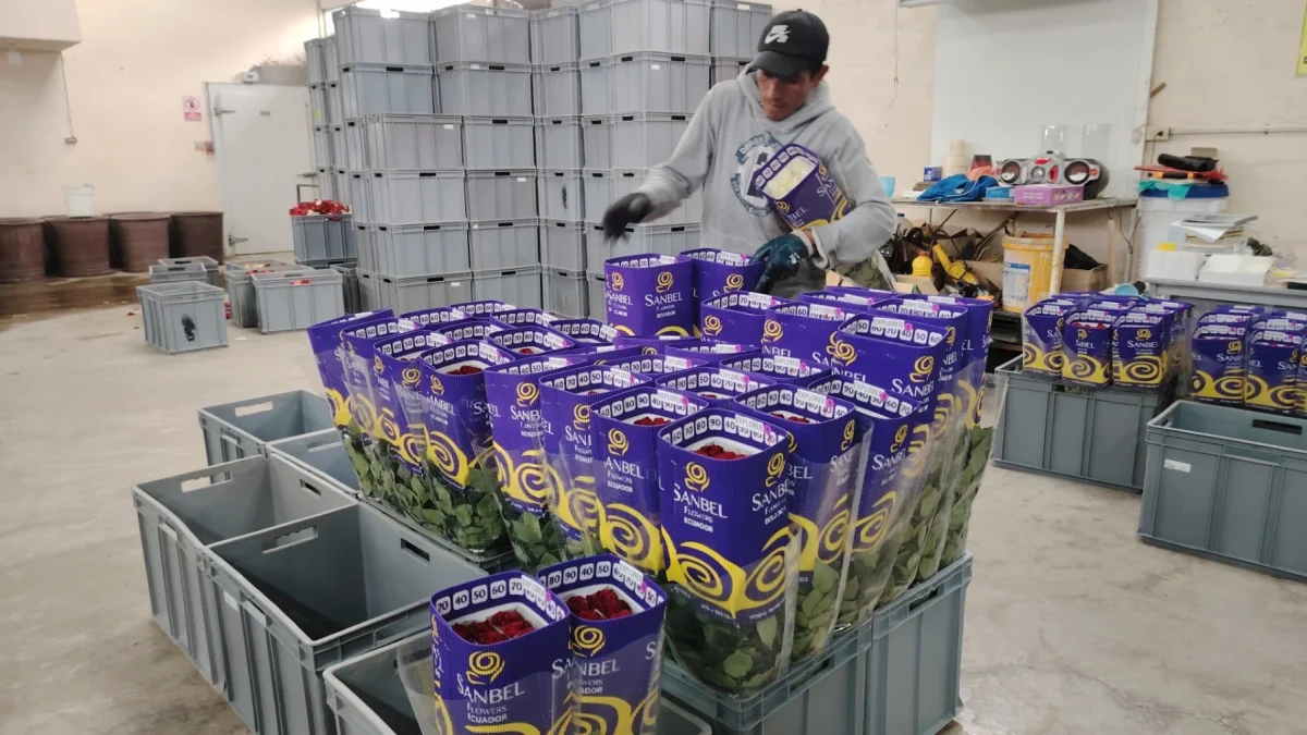 La reducción de la demanda se sintió especialmente en Estados Unidos, principal comprador de flores ecuatorianas y destino del 67% de la oferta.