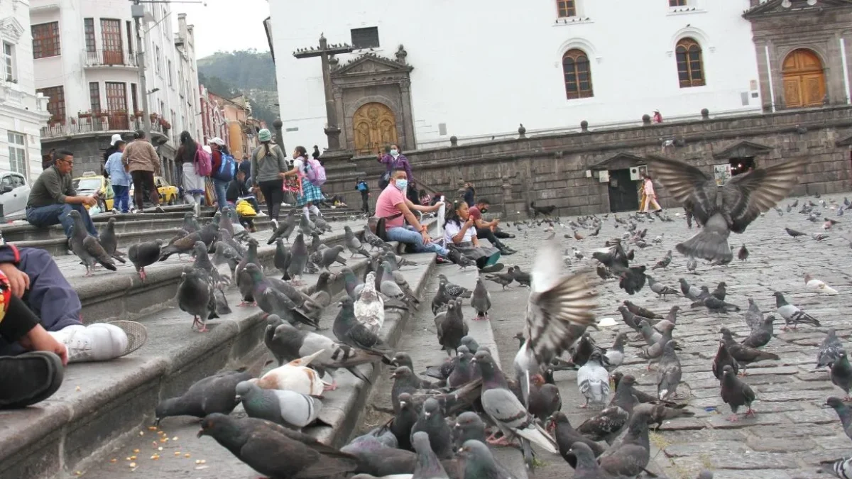 Alimentar palomas en espacios públicos de Quito está prohibido, ¿cuál es la sanción?