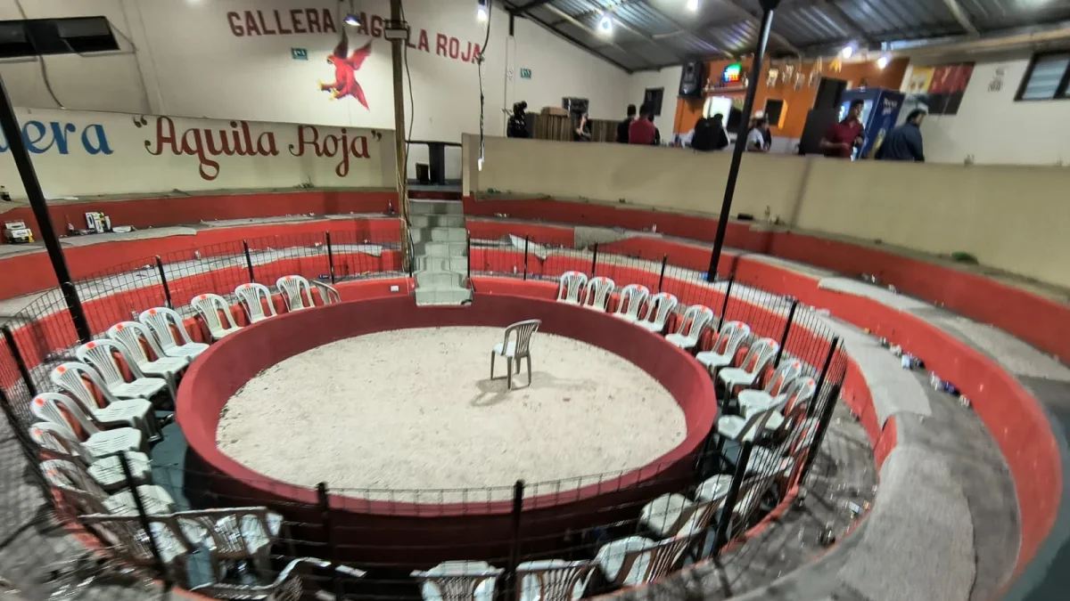 Peleas de gallos, apuestas y alcohol: así operaba una gallera clandestina en Yaruquí
