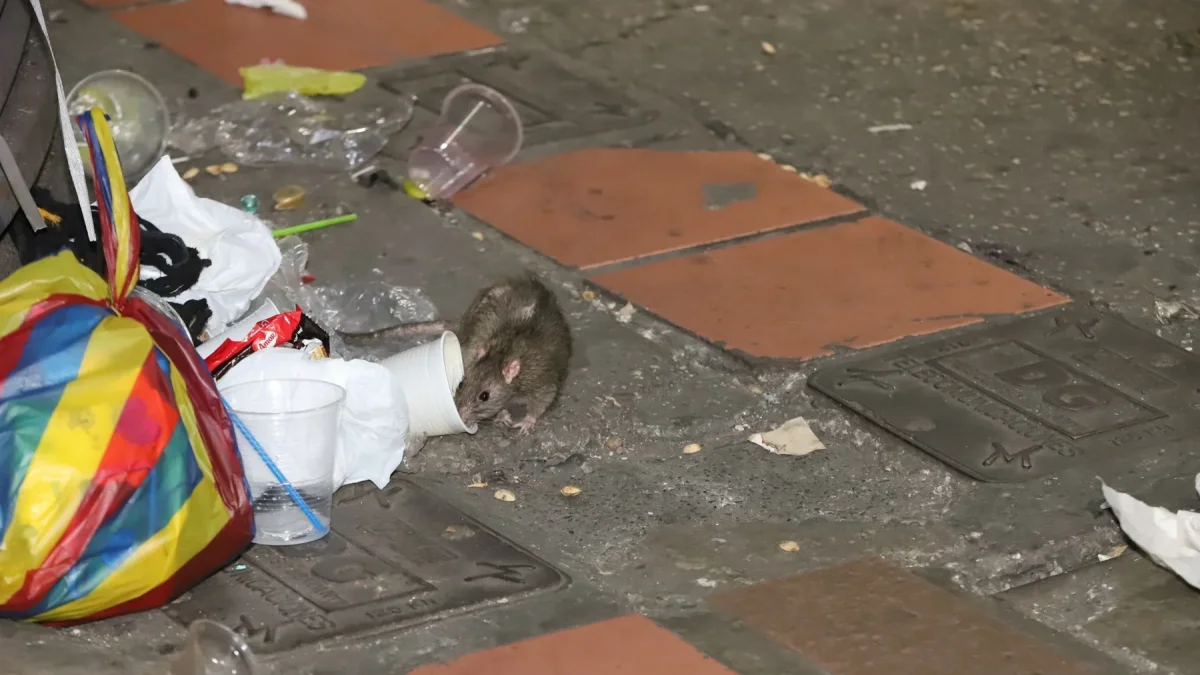 Ratas proliferan en la Bahía de Guayaquil y preocupan a comerciantes