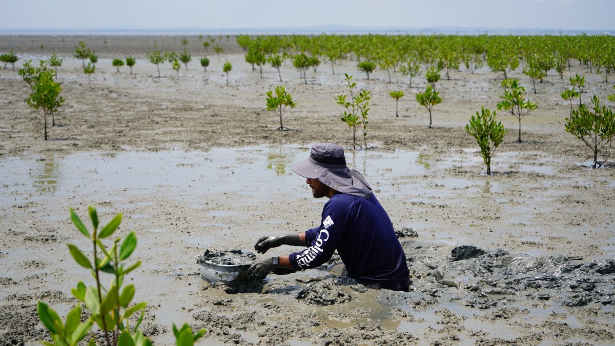 Manglares del Golfo de Guayaquil protegen especies, economía y comunidades