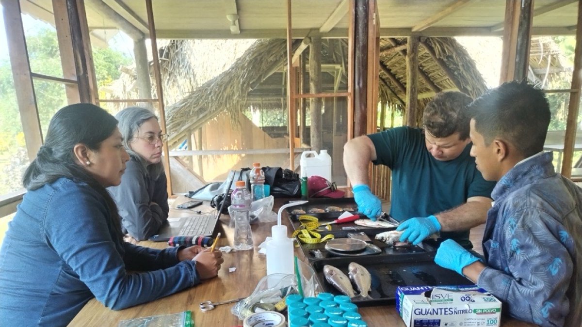 Comunidades Kichwa, Siona y Cofán participaron en el monitoreo científico y en la construcción de acuerdos para una pesca sostenible.