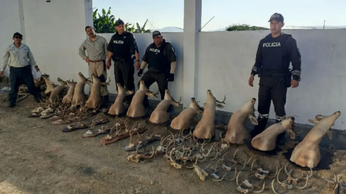 Hombre que tenía 13 cabezas de venado exhibidas será procesado por delito contra la fauna silvestre