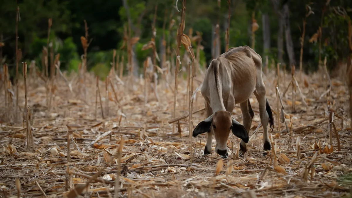 Una vaca en medio de un maizal árido, durante una sequía por el fenómeno de 'El Niño', en la Península de Azuero (Panamá).