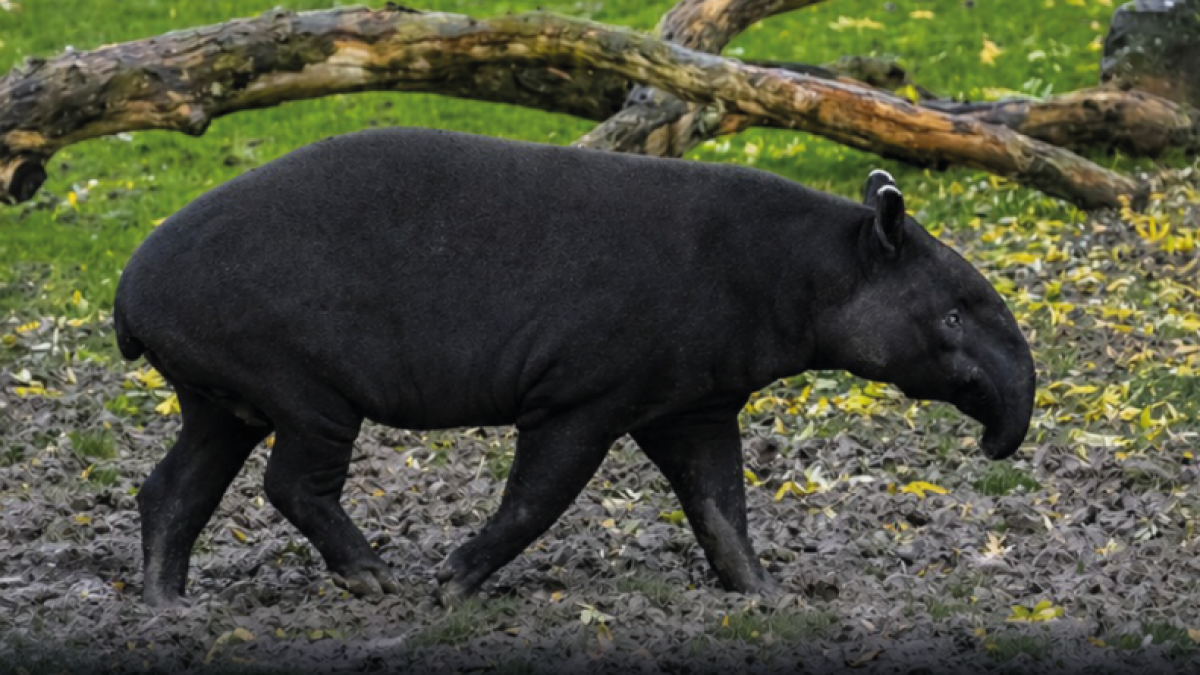 El tapir andino cumple un rol importante en la regeneración de los ecosistemas.
