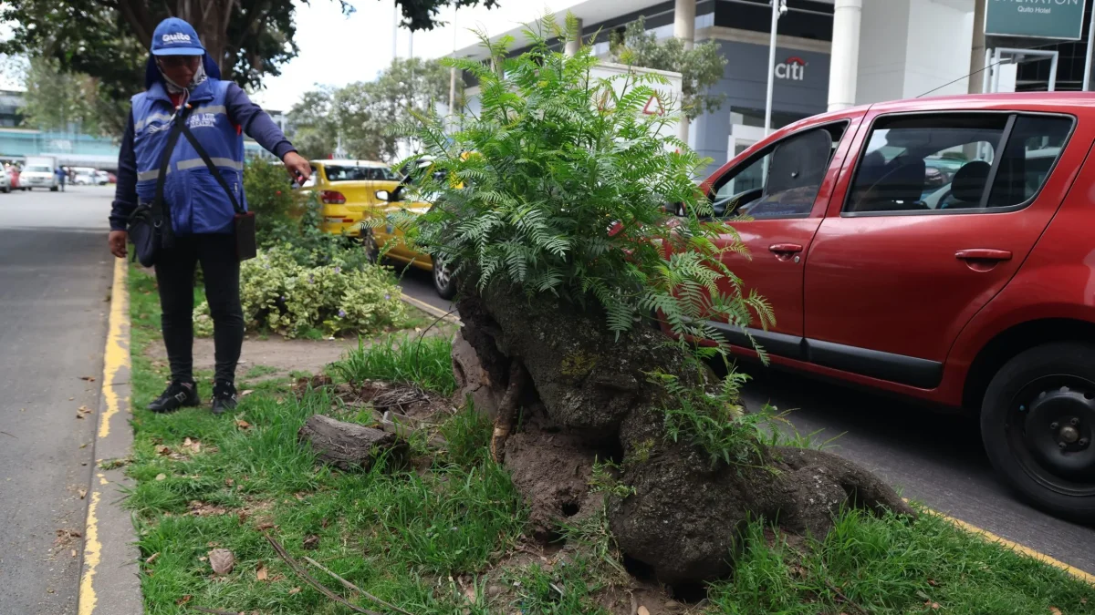 Técnicos de la UBA identificaron más de 50 madrigueras de ratas en el parterre central de la avenida República de El Salvador.