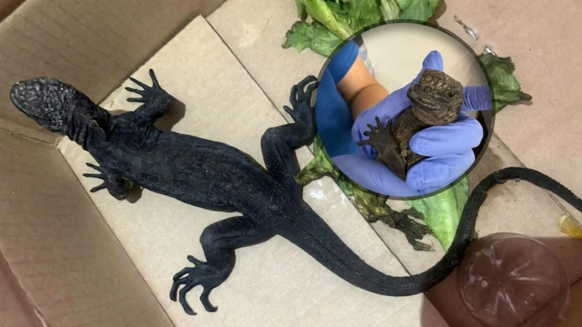 El ejemplar de la iguana marina de Galápagos fue rescatado y entregado el Ministerio de Ambiente y Energía (MAE).