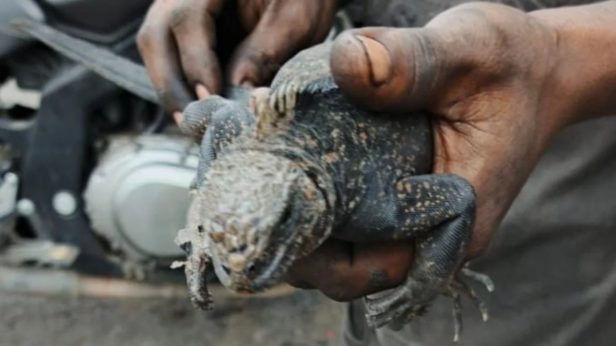 La iguana marina de Galápagos fue rescatada en una avenida del norte de Guayaquil.