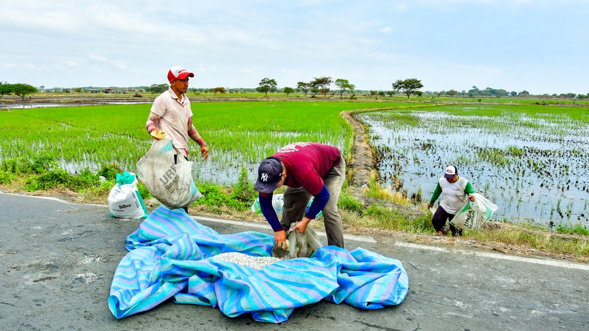 El conflicto en Ormuz elevó los precios de los fertilizantes. Productores arroceros advierten que, de tres aplicaciones requeridas por cultivo, ahora solo pueden costear una.