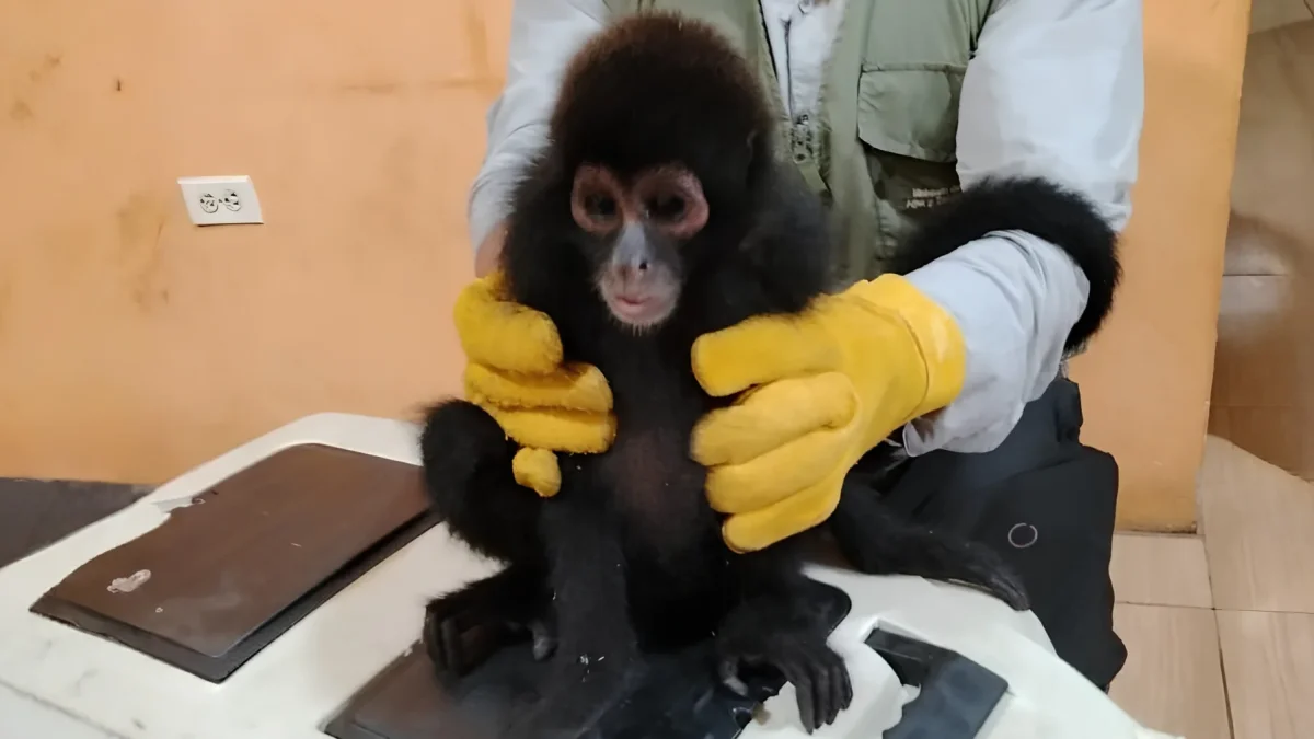 El Ministerio de Ambiente y Energía informó que el animal fue trasladado a un centro de conservación.