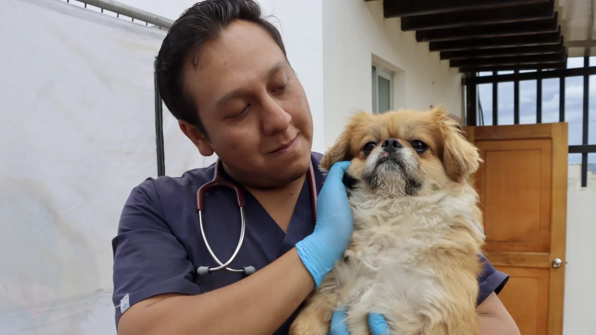 Leonel fue rescatado y ahora se encuentra bajo atención veterinaria de la Unidad de Bienestar Animal.