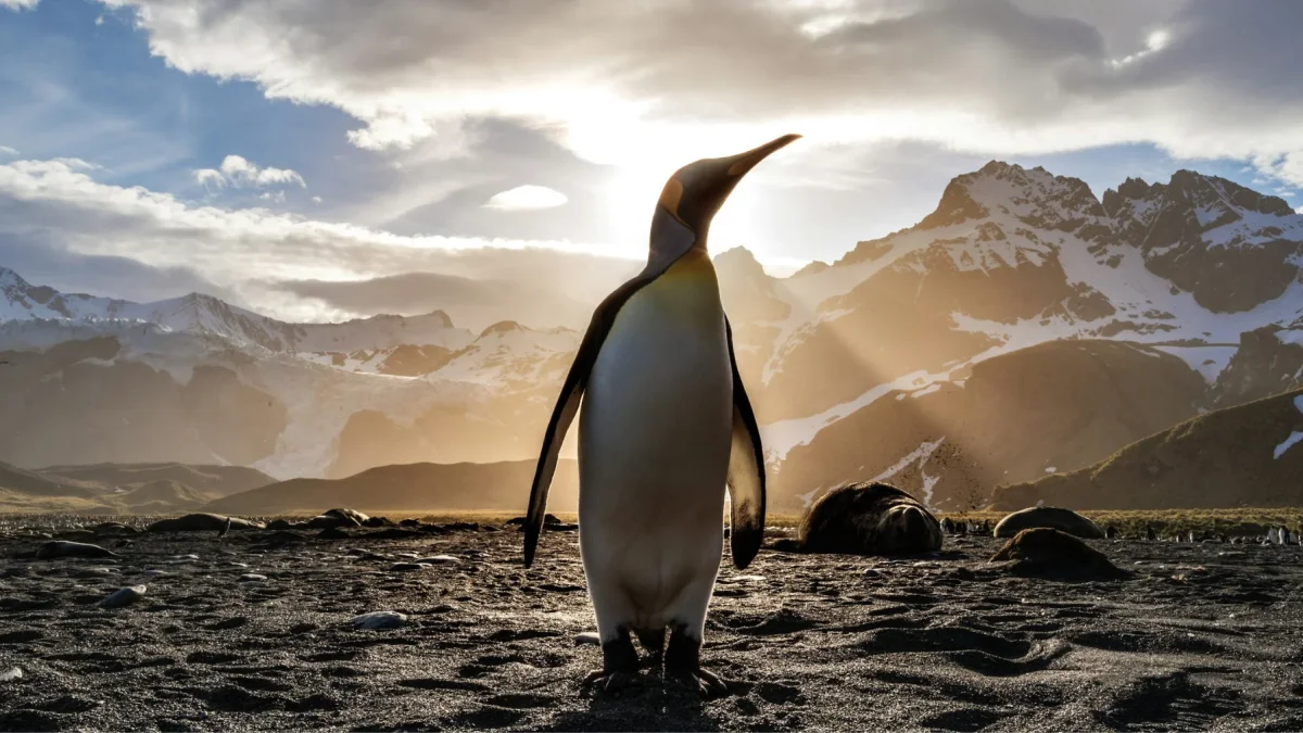 ¿Qué es Pygoscelis kerguelensis? La primera nueva especie de pingüino descrita en más de un siglo