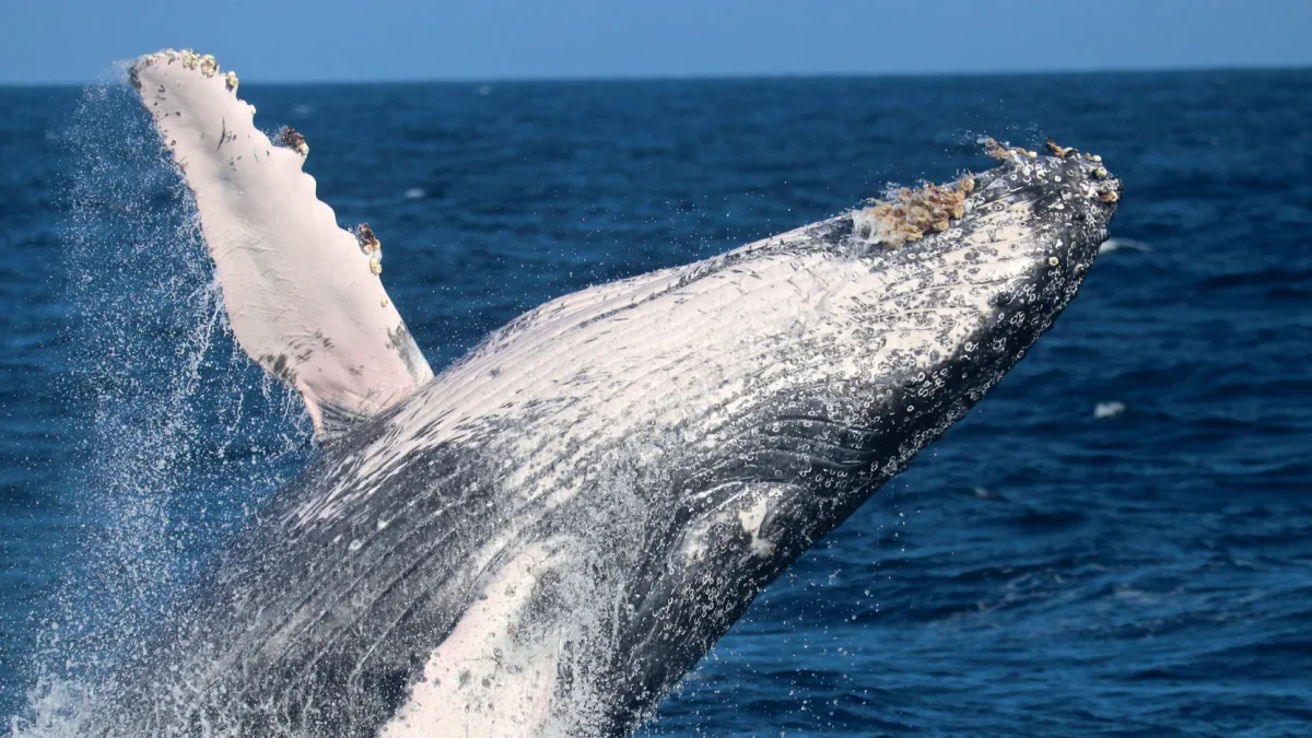 Ballenas jorobadas rompen récord tras viajar más de 14.000 kilómetros entre Australia y Brasil