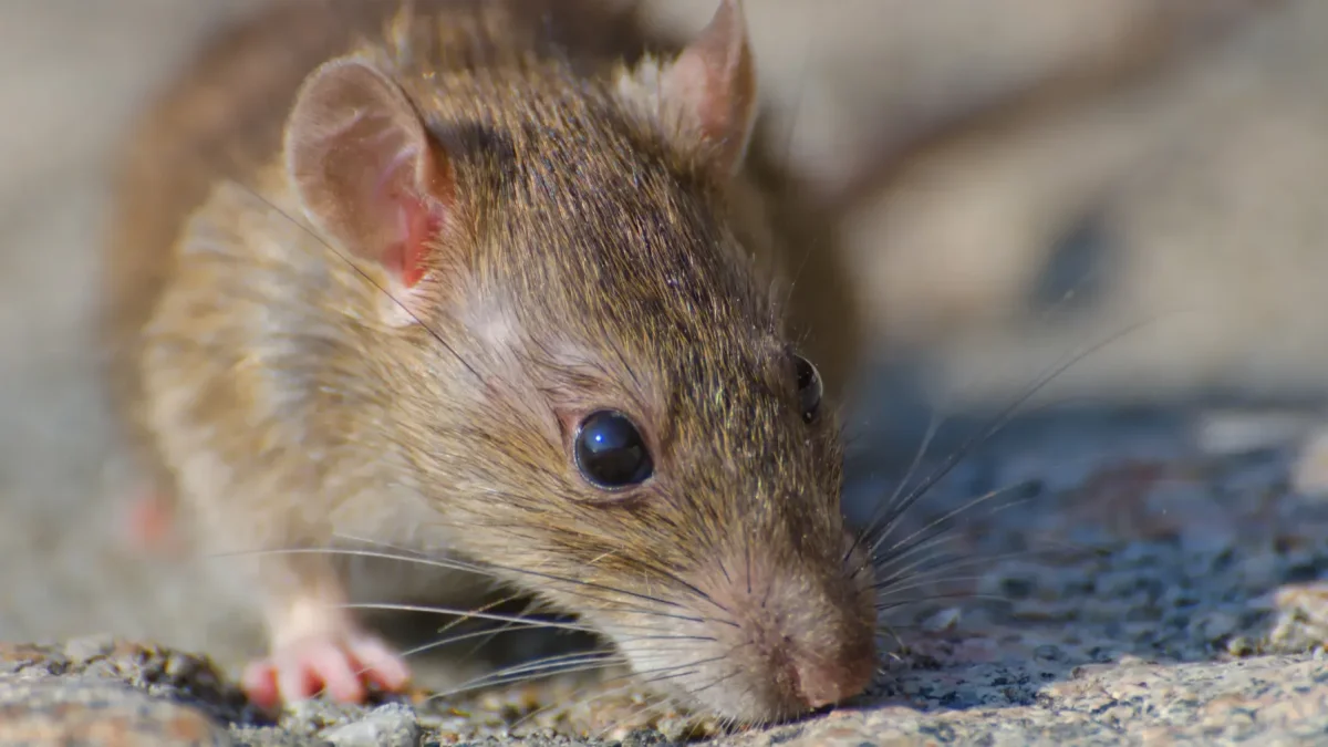 Los hantavirus son una familia de virus que afecta fundamentalmente a los roedores