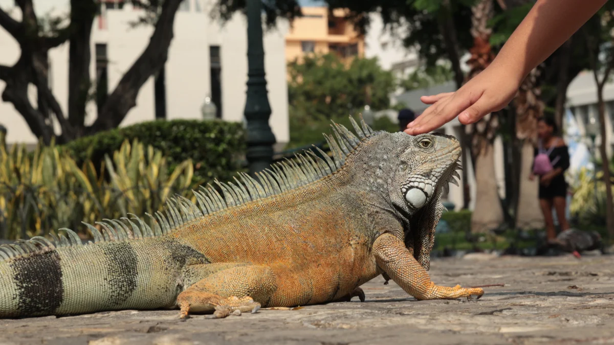 La herpetofauna es el conjunto de anfibios y reptiles.