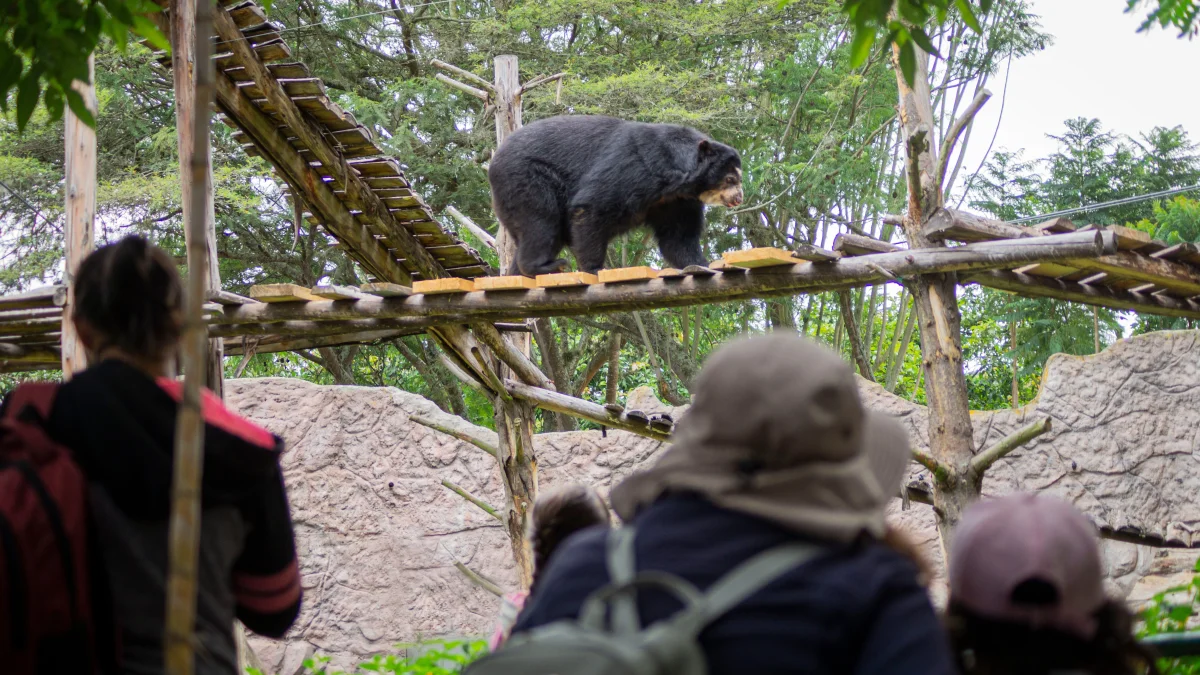 Zoológico de Quito lanza apadrinamiento de animales rescatados: cómo participar y beneficios