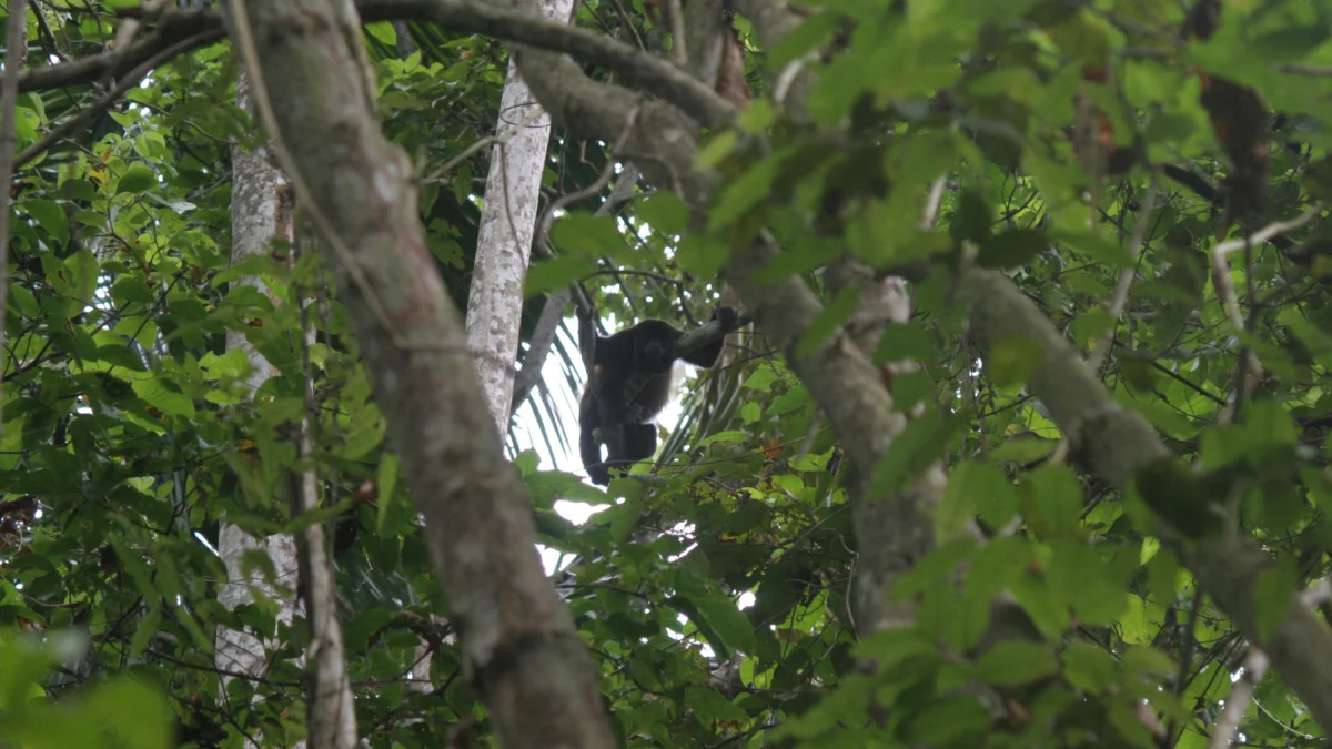 Inabio registra 14 especies de mamíferos en reserva de Guayas cercada por el agro
