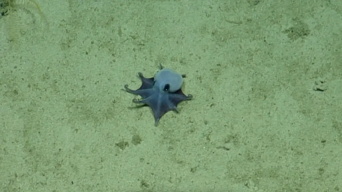 Nuevo pulpo de Galápagos es descubierto por investigadores: esta es su descripción