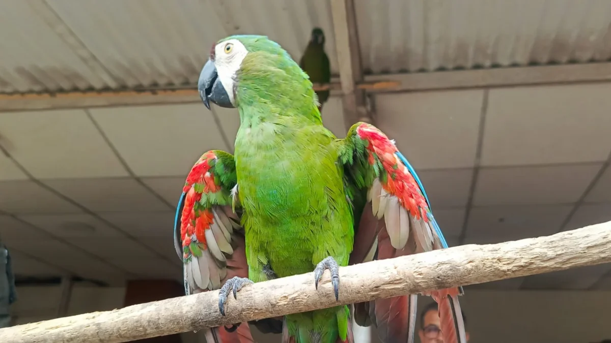 15 especies fueron rescatadas en operativos de control en Ecuador.