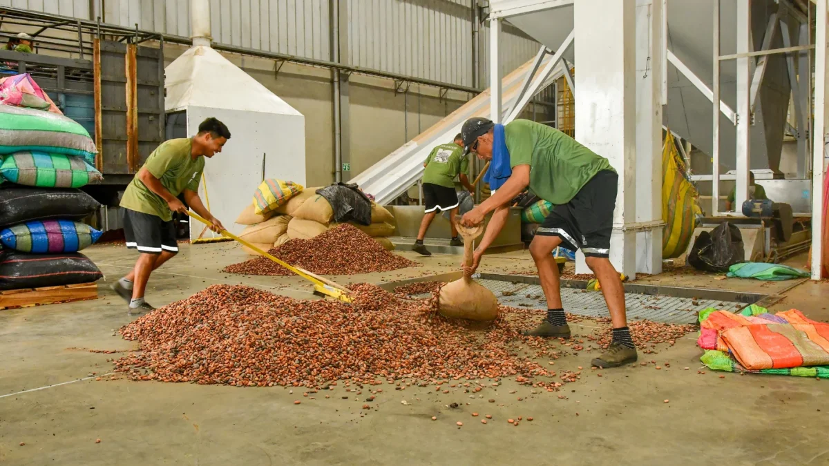 Cacao vuelve a superar los $4.000: el productor ecuatoriano podría recibir hasta $151 por quintal