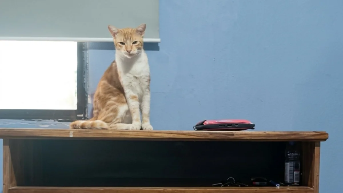Personal municipal revisó a los gatos que habrían sido afectados por el ataque de un residente en la ciudadela Huancavilca, en el sur de Guayaquil.