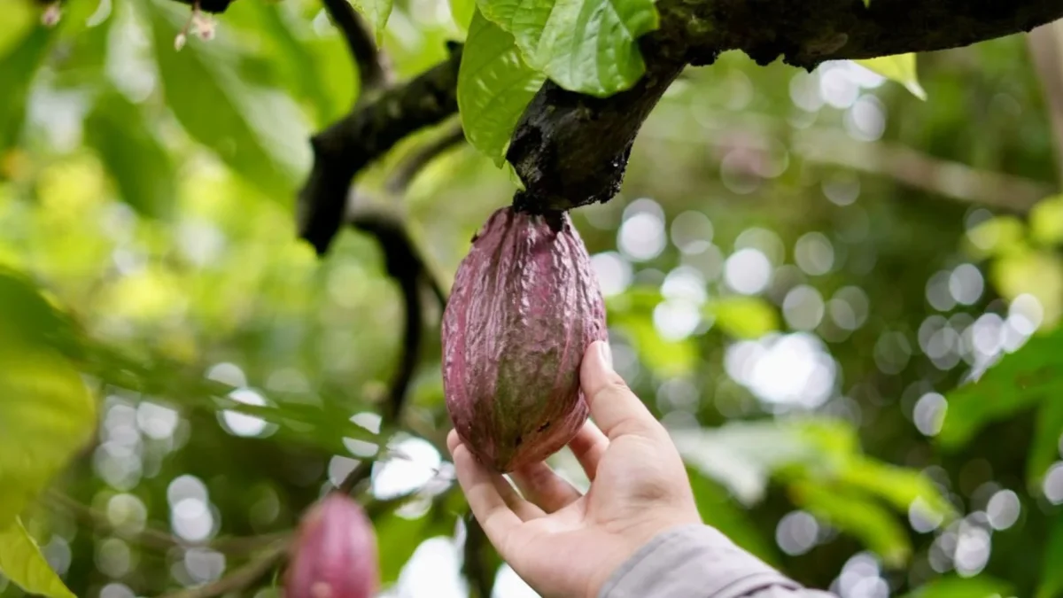 Cacao a precios altos, pero ¿cuánto de esos $151 por quintal llega realmente al campesino?