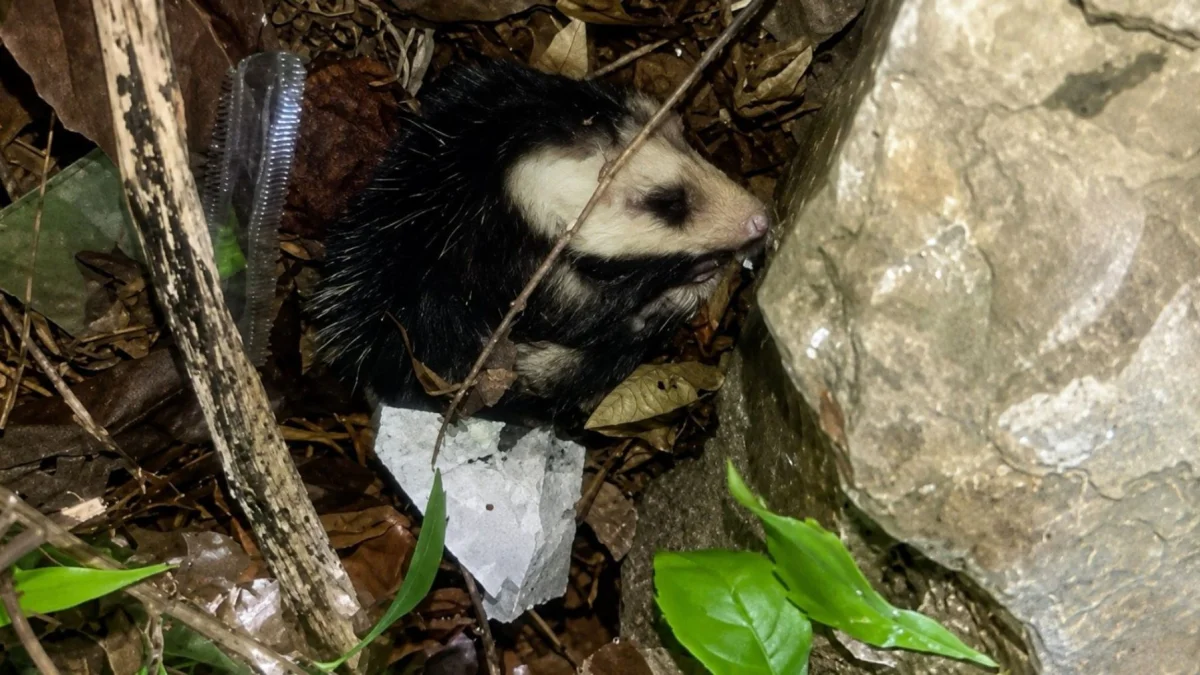 Una zarigüeya fue encontrada en una vivienda del norte de Guayaquil y devuelta a su hábitat por personal especializado.