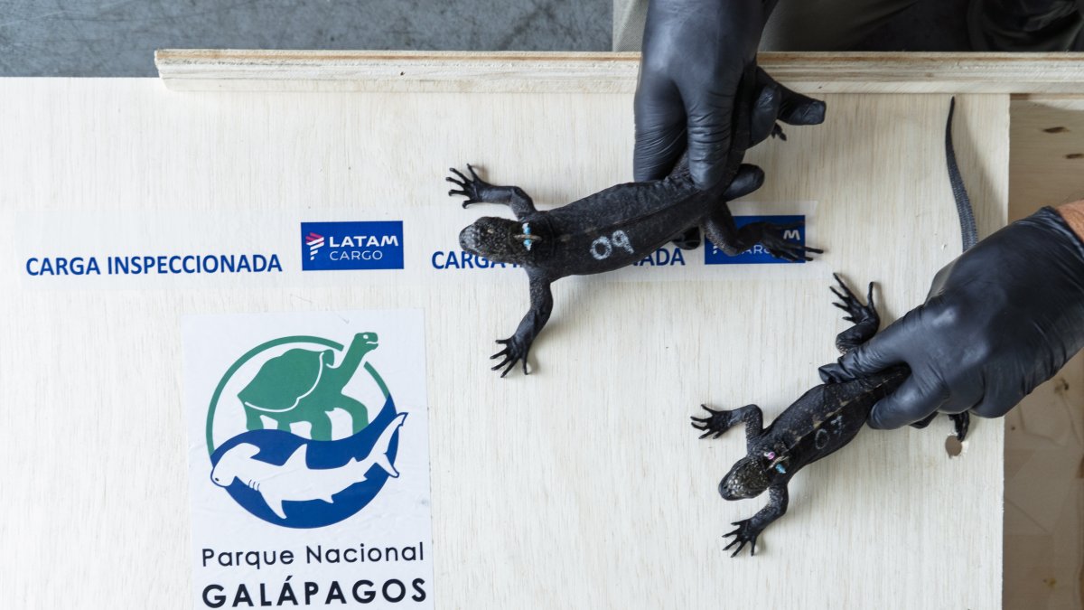El Parque Nacional evalúa a los ejemplares rescatados.