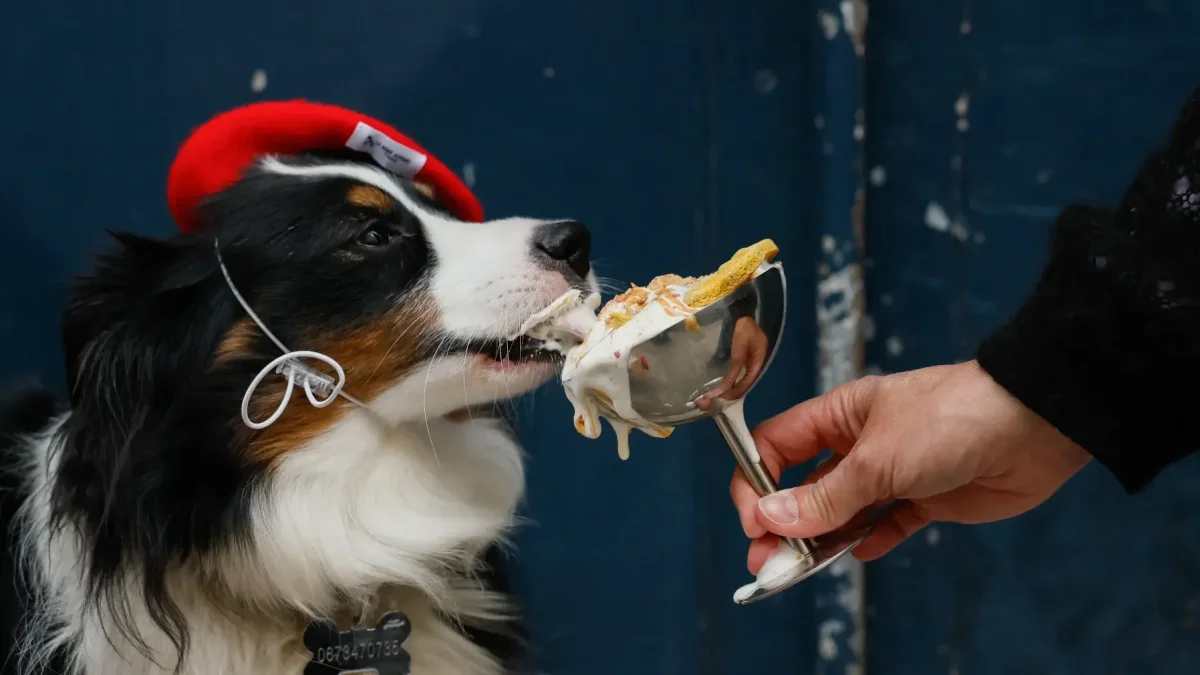 Marley, un perro pastor americano miniatura, come una