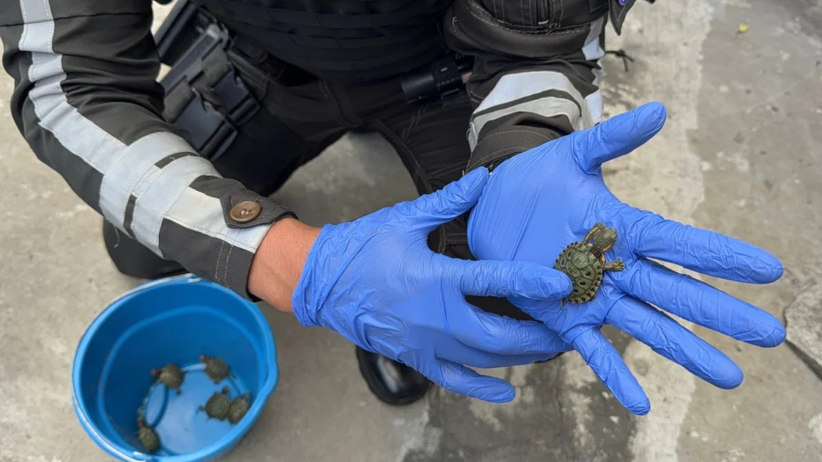 Tortugas rescatadas por la Policía Nacional