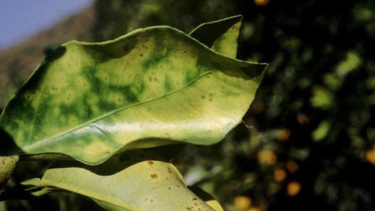 En Perú la Xylella fastidiosa tardó ocho meses en pasar de u