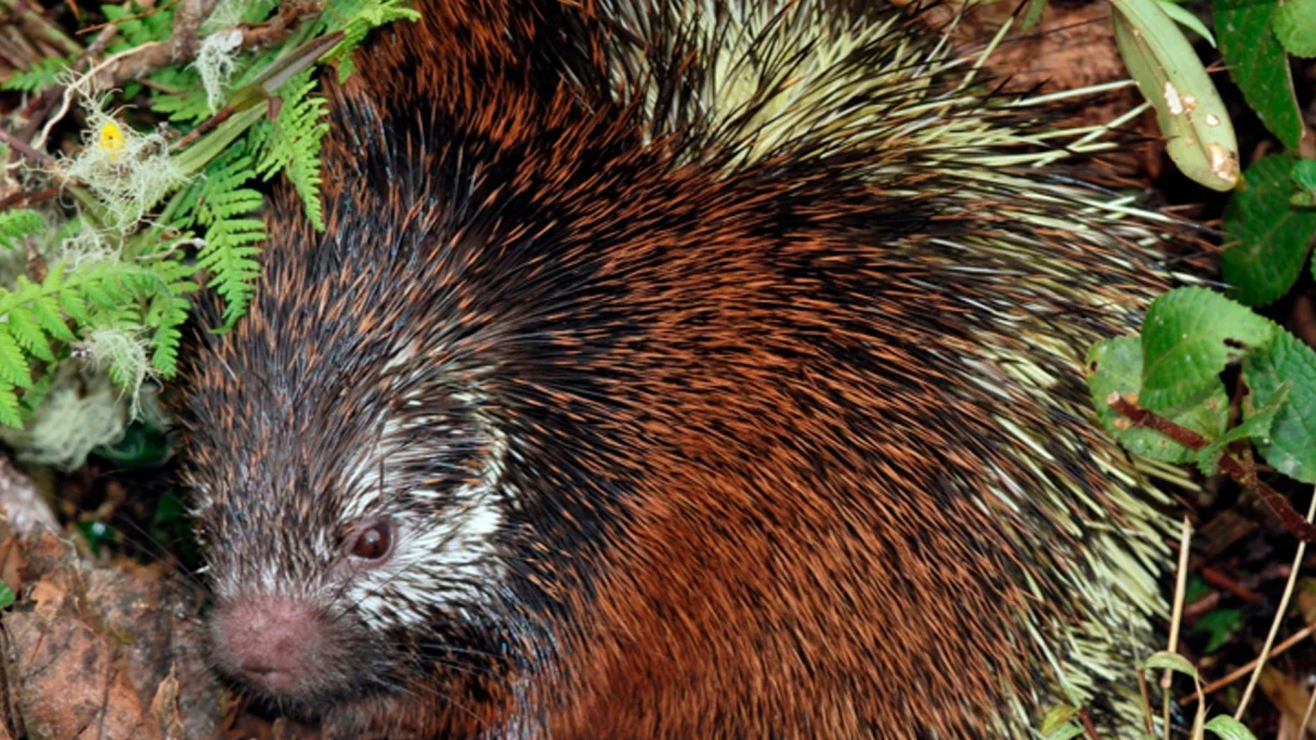 Nueva especie de puercoespín descubierta en el Parque Nacion