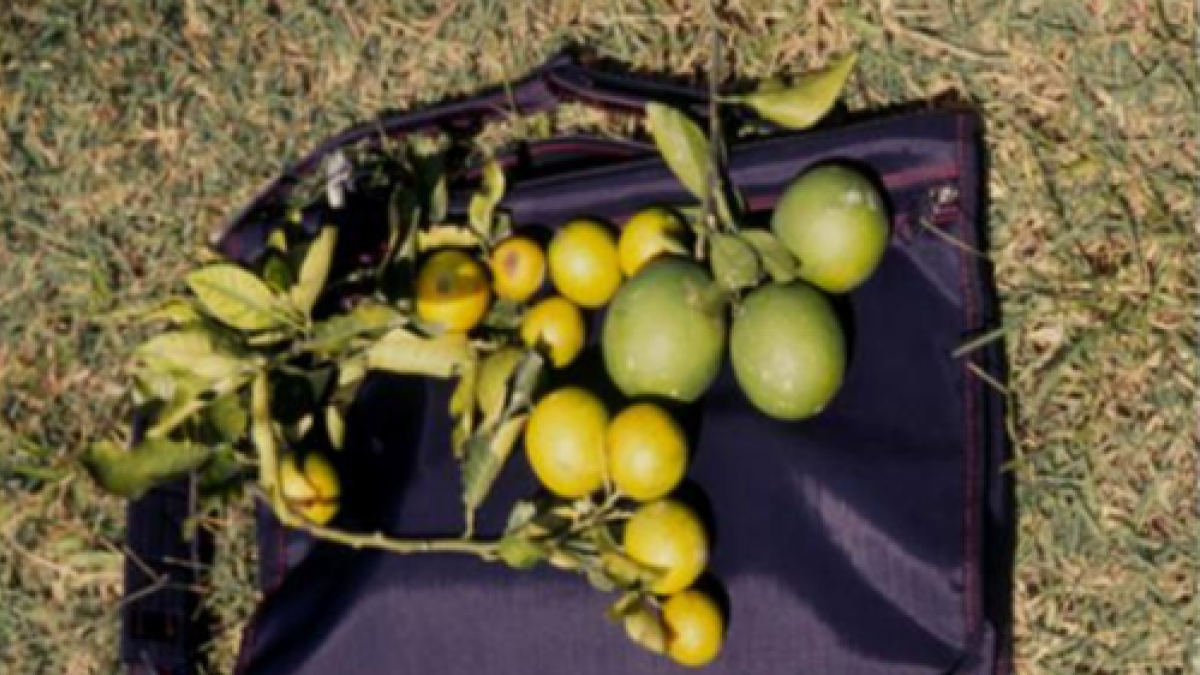 ¿Qué es la bacteria Xylella? La plaga que devastó 