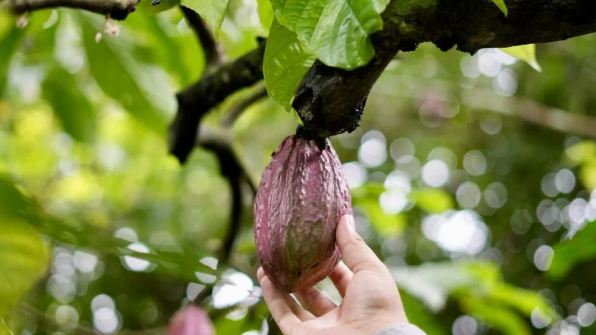 Las exportaciones de cacao cayeron hasta abril de 2026.