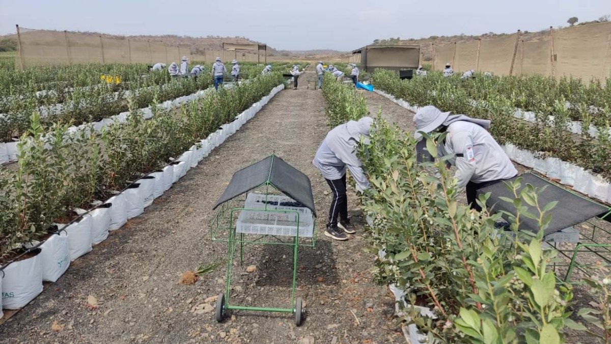 La resolución de Agrocalidad incluye al arándano entre las especies hospederas de Xylella y ubica al cultivo bajo vigilancia fitosanitaria.