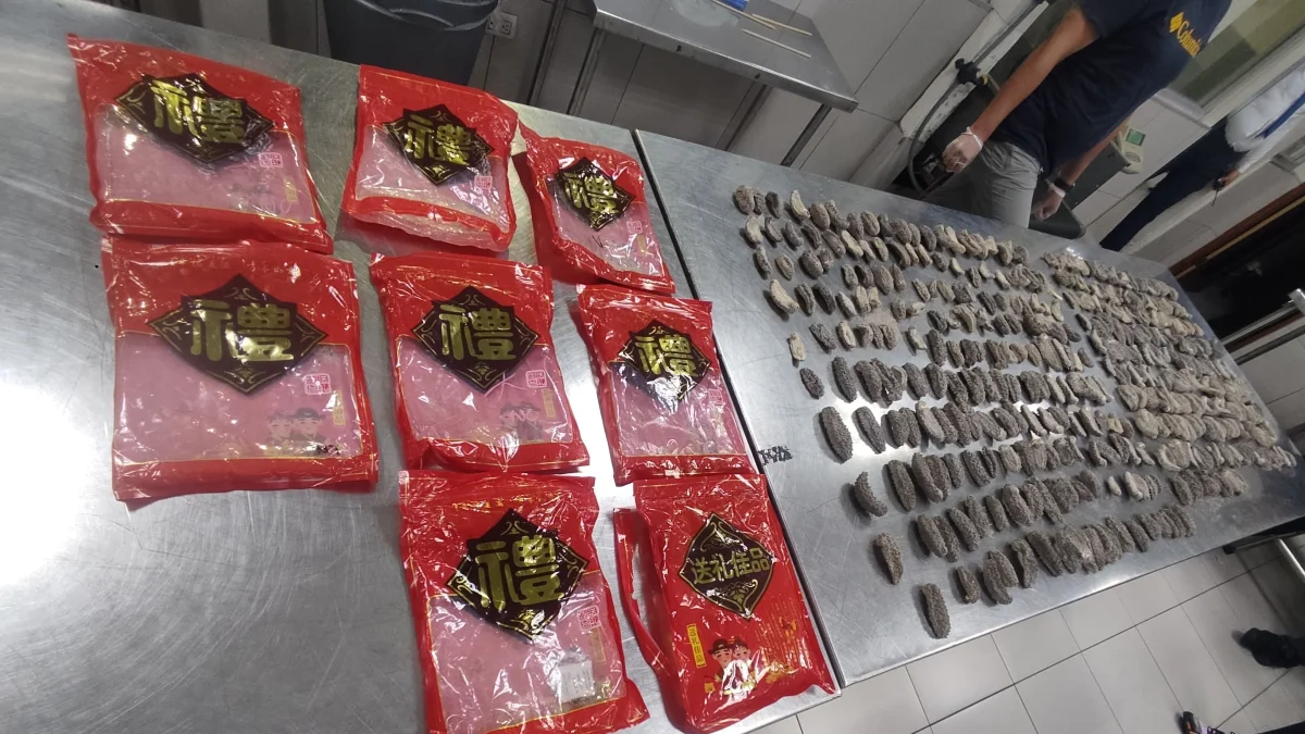 Detienen a cuatro personas con 658 pepinos de mar 