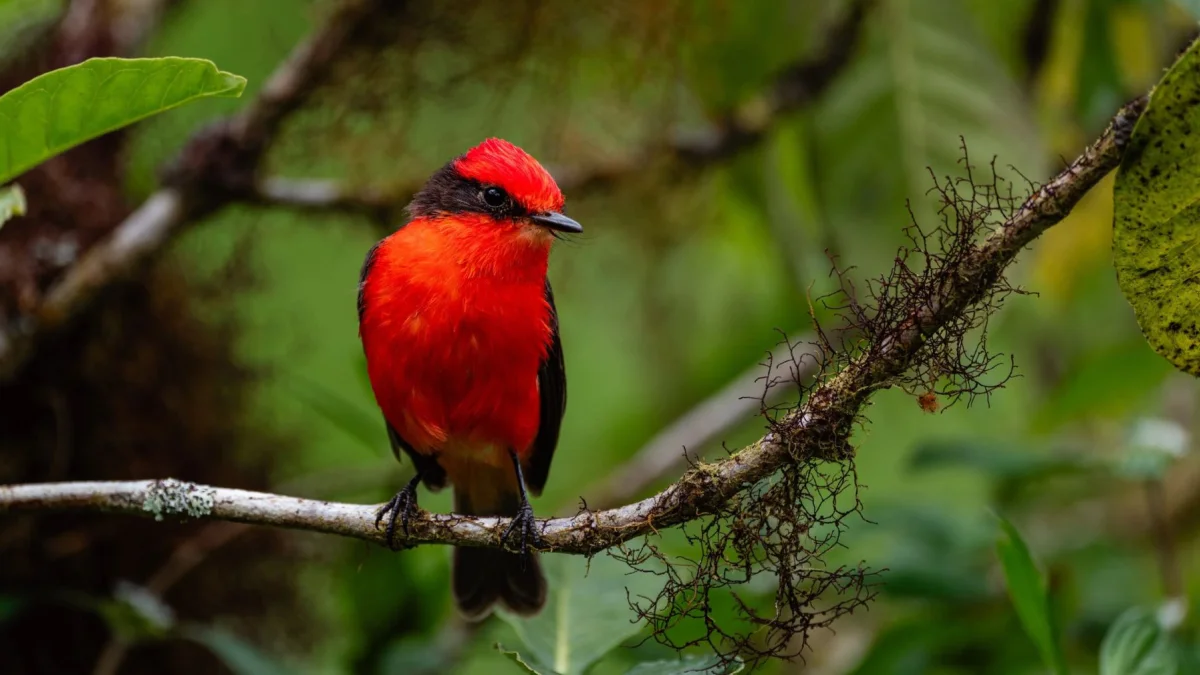 El pájaro Brujo sobrevive dentro de unas diecinueve hectáreas del bosque de Scalesia.